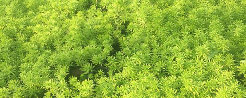 家庭绿化用哪种草坪种子好