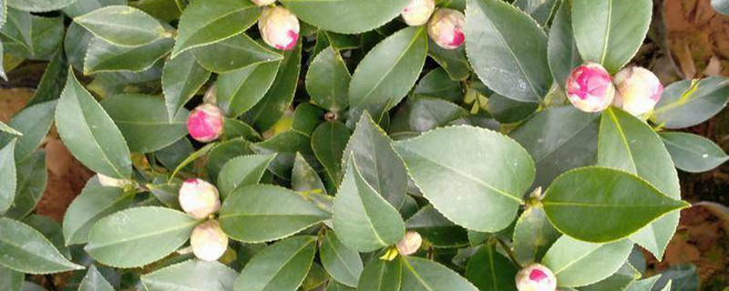 35公分高茶花苗