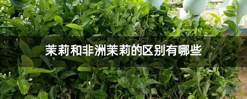 茉莉和非洲茉莉的区别有哪些