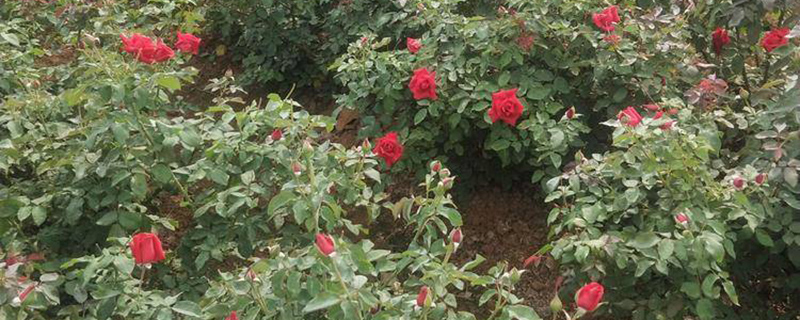 沈阳市花是什么花