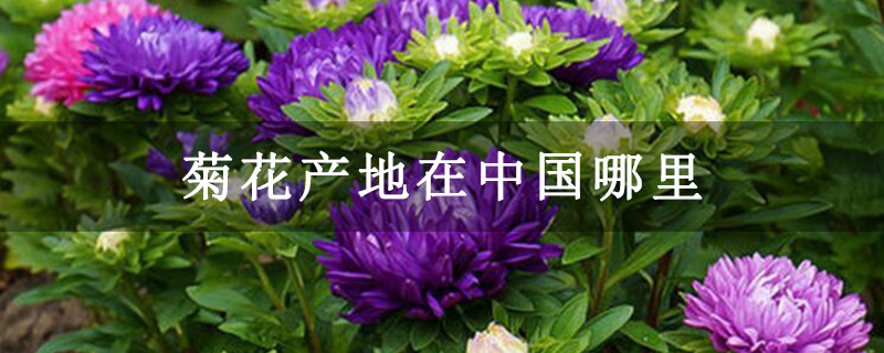 菊花产地在中国哪里