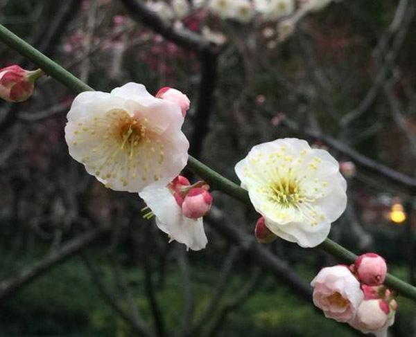 梅花哪种品种最好看？梅花珍贵品种排名