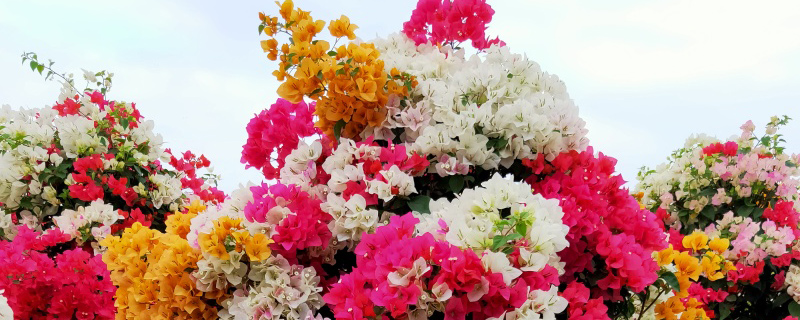 珠海市花是什么花