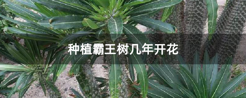 种植霸王树几年开花