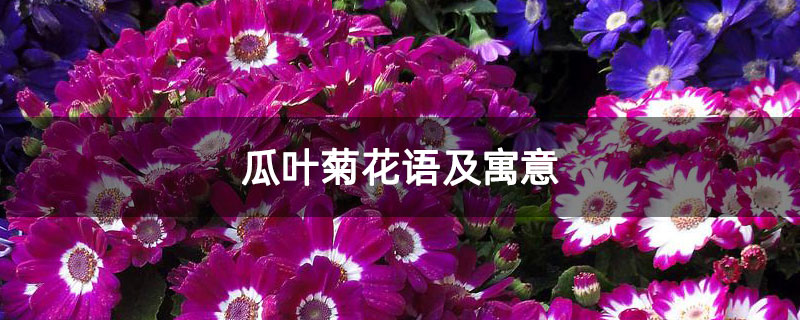 瓜叶菊花语及寓意