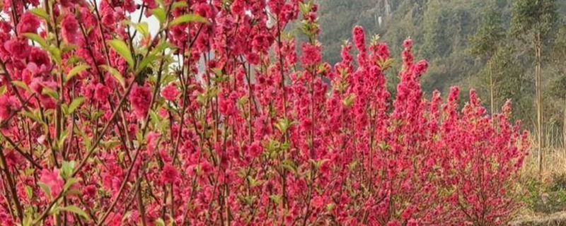 仙桃市花是什么花
