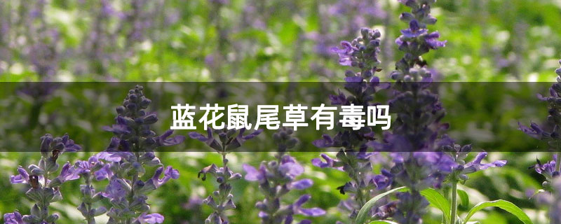 蓝花鼠尾草有毒吗