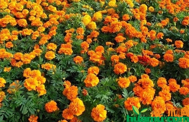 万寿菊