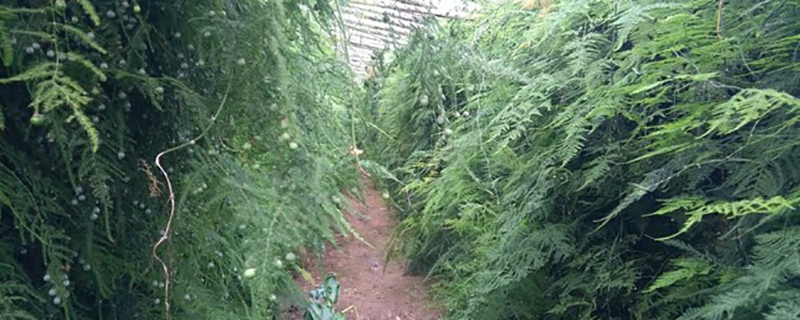 山东文竹基地