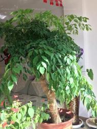 太多人养这10种植物，养人又镇宅！