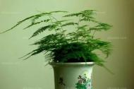 客厅养什么植物好，最好先考虑好这些方面