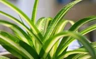 家里最适合养这14种植物，净化空气能力特别强！