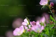 给花儿施肥要注意这5点~