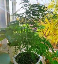 这4种花养一盆杀菌消毒，细菌最讨厌！