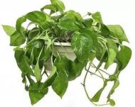 冬季，植物不长个，盆底加点这些，蹭蹭长