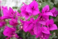 夏季高温，最适合养这12种花花~